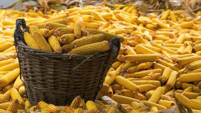 山东省玉米最新价格动态与市场探析，多方观点汇集的市场动态分析