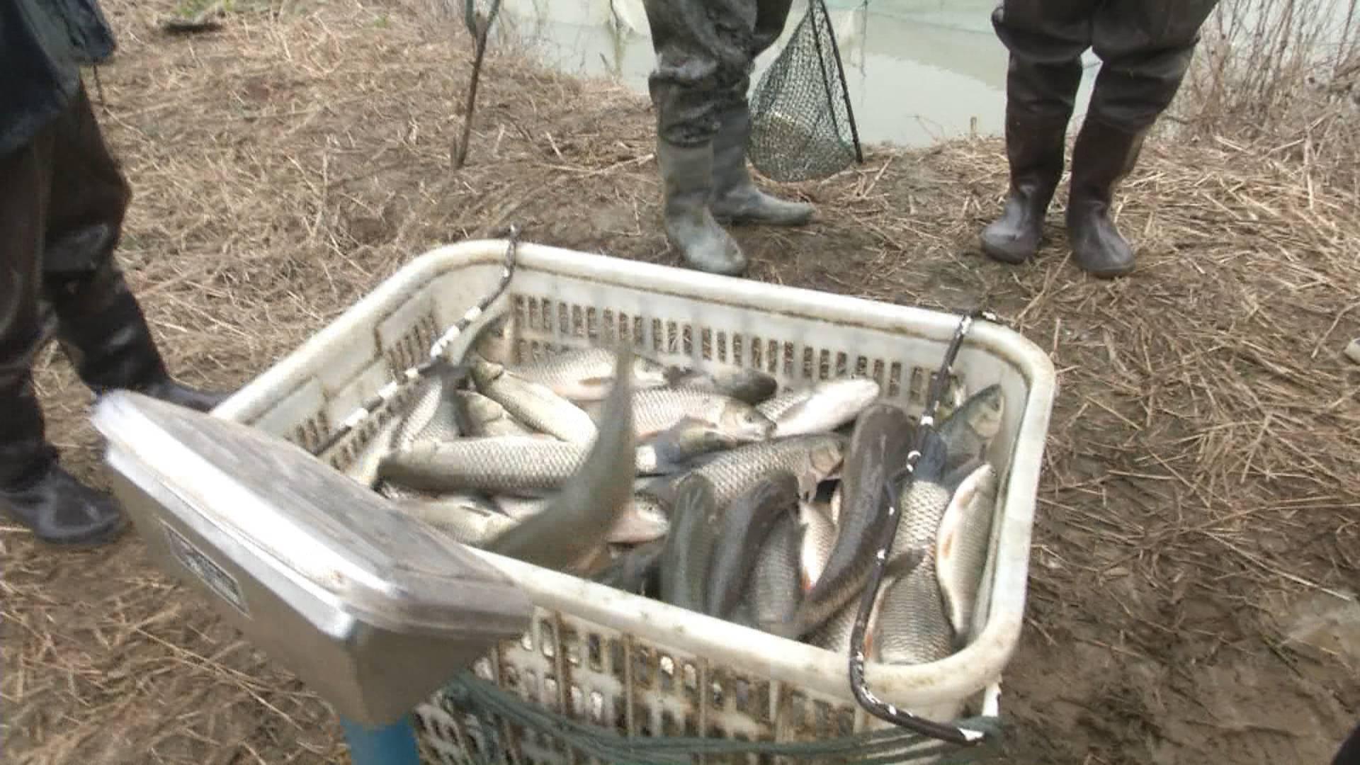 最新草鱼价格行情分析与趋势预测