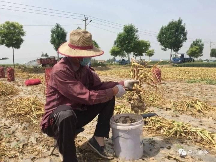 金乡金乡大蒜最新价格全解析，从初学者到进阶用户的获取指南