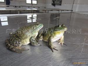 最新牛蛙价格行情动态更新