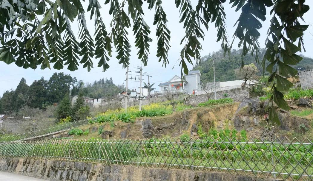 武夷山岩茶 第87页