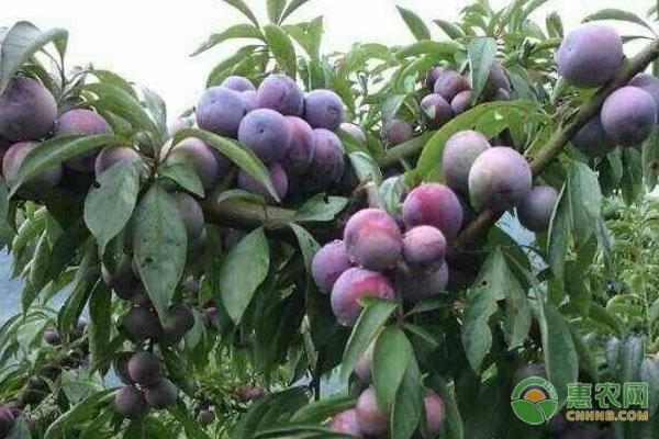 最新品种李子种植与护理全攻略，从种植到护理一步到位指南
