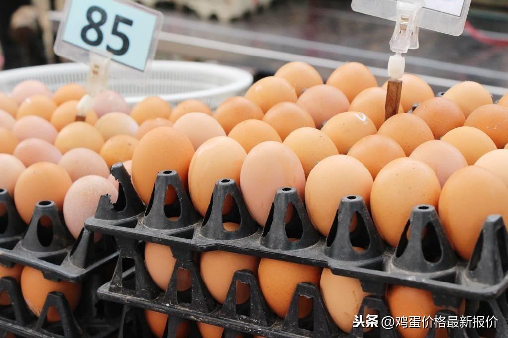莱阳鸡蛋最新价格动态，今日市场分析及解读