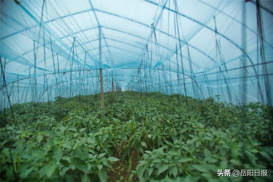 一笔绘世界，友谊绘真情，画画比赛报名的故事