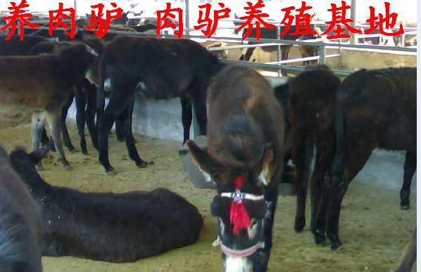开启农业新篇章，最新驴匹配种直播实况