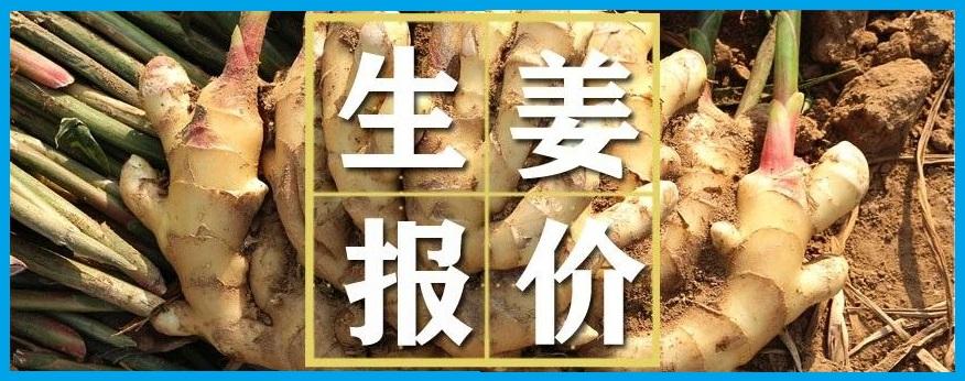 姜价行情深度解析与趋势预测