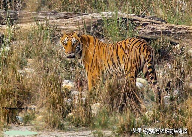 四虎最新赌场，自然美景中的探险之旅，寻求内心的宁静与平和