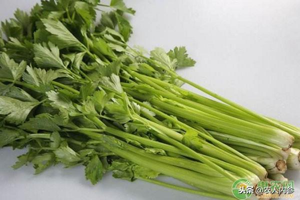 沈阳西芹最新价格行情动态，变化中的学习助力自信与梦想实现