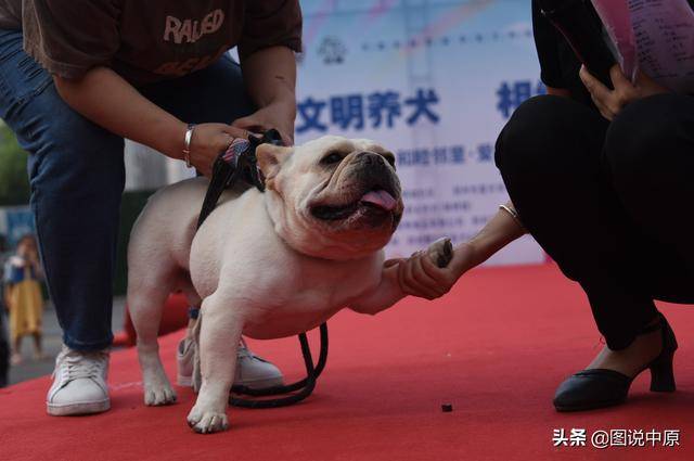 明星犬，荣光背后的人性探索