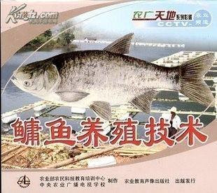 胖头鱼价格行情详解，最新行情指南
