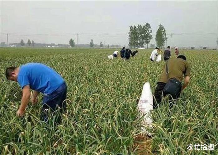 圆白菜价格最新行情，变化中的学习助力成就自信与梦想之路