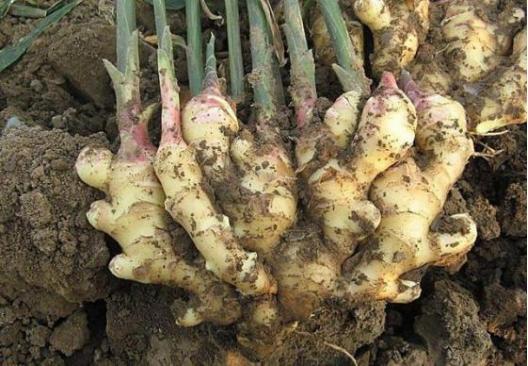 大姜最新种植技术、应用及趋势分析