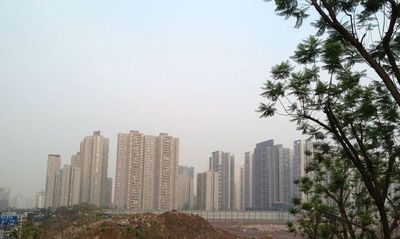 仁果类水果 第16页